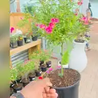 CVRS INTERNATIONAL FLORIST  WhatsApp Channel