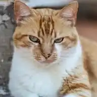 Animais Aves e Natureza WhatsApp Channel