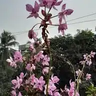 Flowers @Eternity200815 WhatsApp Channel
