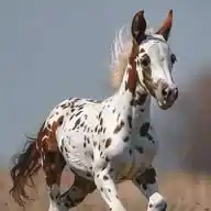 💢 جام صاحب اینڈ ملک صاحب چینل 💢 WhatsApp Channel