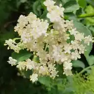 NaturSeelen-Schule GrünGesund WhatsApp Channel