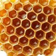 The Duncan School Of Bee Keeping WhatsApp Channel
