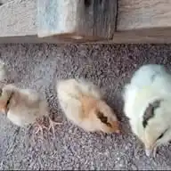 The E-17 Farm. WhatsApp Channel