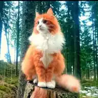 Tu Gato Curioso WhatsApp Channel