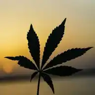 4:20_Chronicles WhatsApp Channel