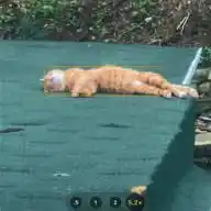 𐙚 αℓéαтσιяє 𐙚 WhatsApp Channel