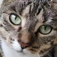 Katzenzuflucht  WhatsApp Channel