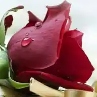 سوزان بخيت - Suzanne Bekhit WhatsApp Channel