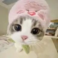 Channel Kittys 🍓 WhatsApp Channel