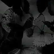 🦋 WhatsApp Channel
