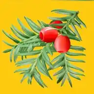 Eibenwald WhatsApp Channel