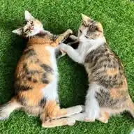 Kucing Lovers Nusantara WhatsApp Channel