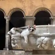 Monache Agostiniane Santi Quattro Coronati  WhatsApp Channel