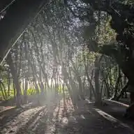 Sutton Park Walk & Talk WhatsApp Channel