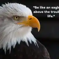 The Eagle's Eye WhatsApp Channel