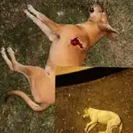 All About Stray Dogs Of Pakistan WhatsApp Channel
