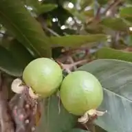 Curso de Jardinería Online WhatsApp Channel