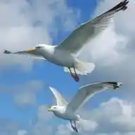 سلام 🕊 WhatsApp Channel