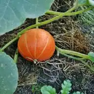 A Cientista Agrícola  WhatsApp Channel
