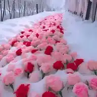 الخدمات WhatsApp Channel