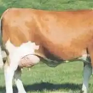 Alternative Mastitis Treatment WhatsApp Channel