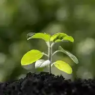 Grow Like Tree WhatsApp Channel