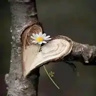وَنَسْ"))🦩 WhatsApp Channel
