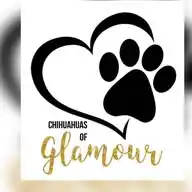 Chihuahuas of Glamour WhatsApp Channel