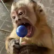 Monkey Stickers WhatsApp Channel