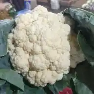 Sayur FRESH WhatsApp Channel
