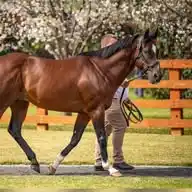 Swettenham Stud WhatsApp Channel