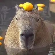 Capibara WhatsApp Channel
