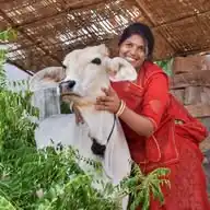 Cowsblike WhatsApp Channel