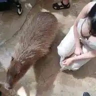Cursed Pics WhatsApp Channel