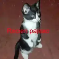 El Más Muchacho De Los Papus WhatsApp Channel