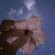 Flower 🌷✨ WhatsApp Channel