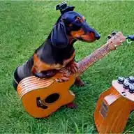 Salchi Pensamientos Dachshund Argentina🐋🐊🐷🦈🦭🦆🦡🦨🪿🎼😇🙃🐁🦕 WhatsApp Channel
