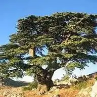 اخبار لبنان WhatsApp Channel