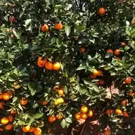 ASHER FRUITS VENTURES  WhatsApp Channel