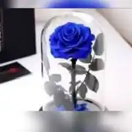 بالقرآن نحـيى🦚💙 WhatsApp Channel