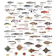 PESCA ARGENTINA, RIO DE LA PLATA, URUGUAY WhatsApp Channel