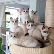Ragdolls of boundless Beauty WhatsApp Channel