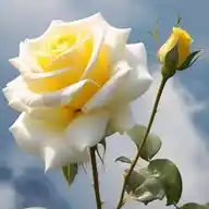 Research Academy WhatsApp Channel