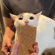 Today is monday, which means that gandalf gets to lick a graham cracker, it is her favorite activity WhatsApp Channel