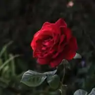 𓆩عميق𓆪 WhatsApp Channel