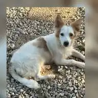 Fritz Dogs WhatsApp Channel