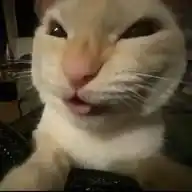 Zzz WhatsApp Channel