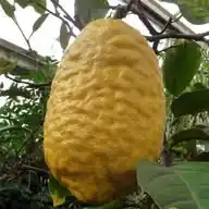 الحوطة العظيمة WhatsApp Channel