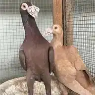 الزاجل الكاري الانكليزي WhatsApp Channel