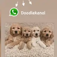 Doodle-Kanal WhatsApp Channel